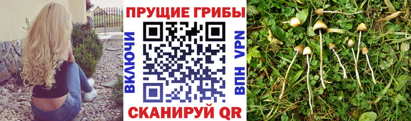 Галлюциногенные грибы Psilocybine cubensis  Чухлома 